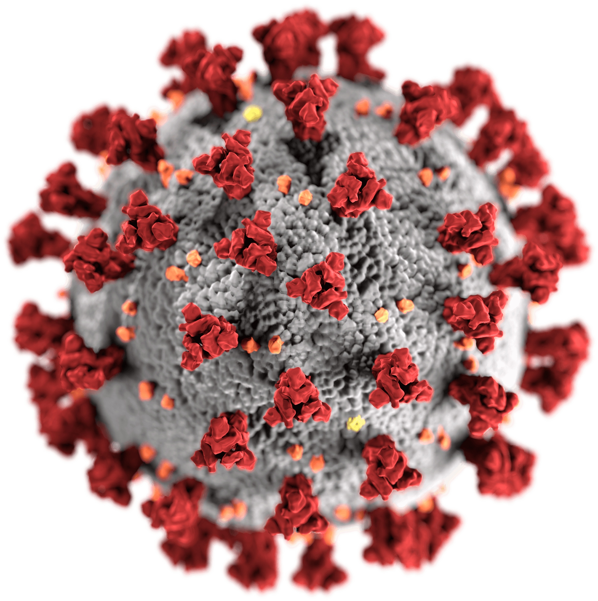 Illustration of the morphology of coronaviruses; the club-shaped viral spike peplomers, coloured red, create the look of a corona surrounding the virion, when observed with an electron microscope